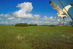 Florida Everglades River of Grass