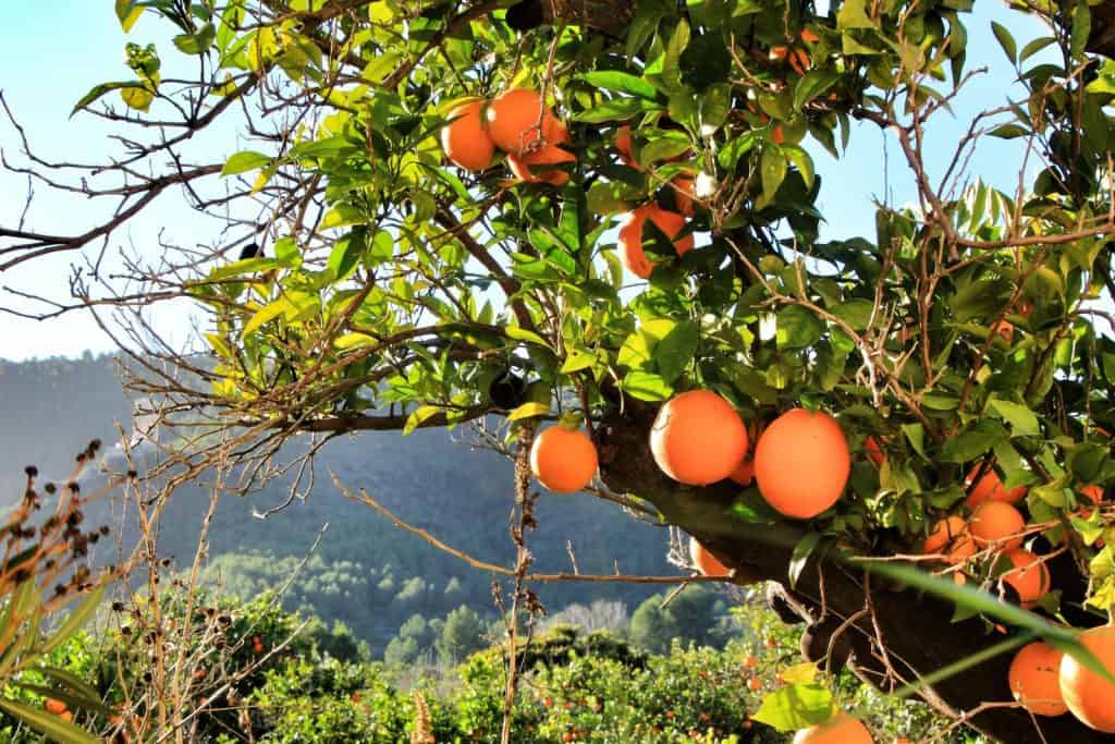 Orange grove orange pickings florida