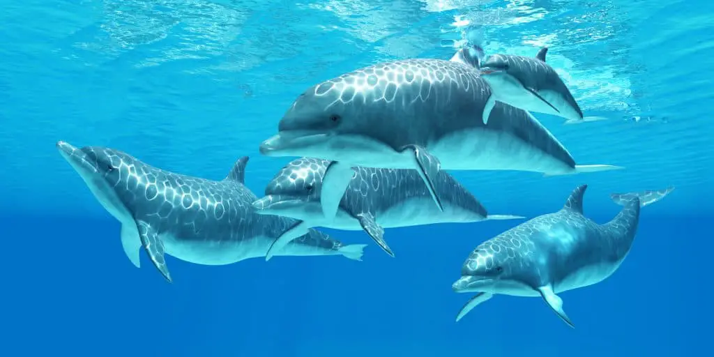 bottlenose-dolphins-in-Florida