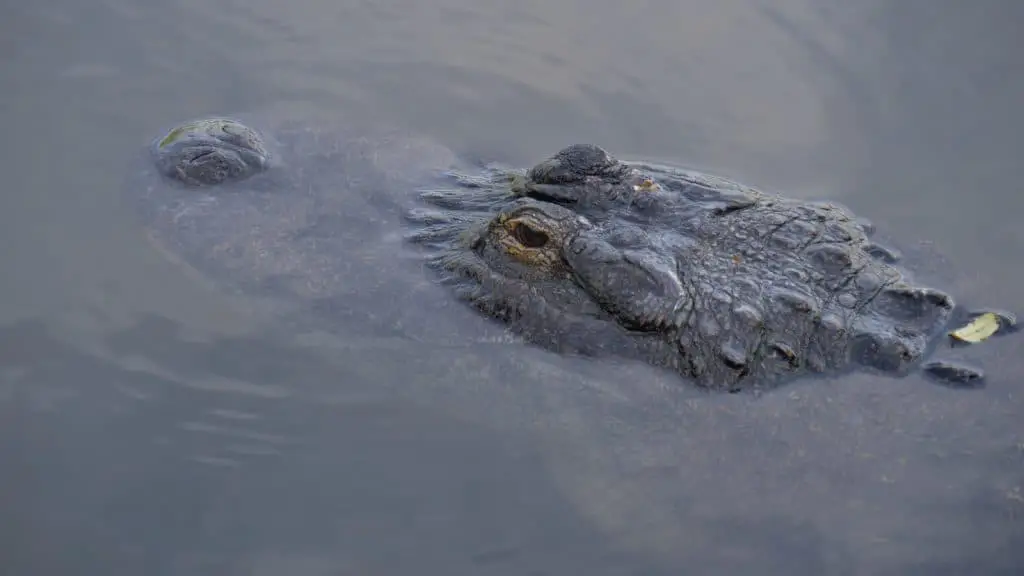 alligators-in-florida