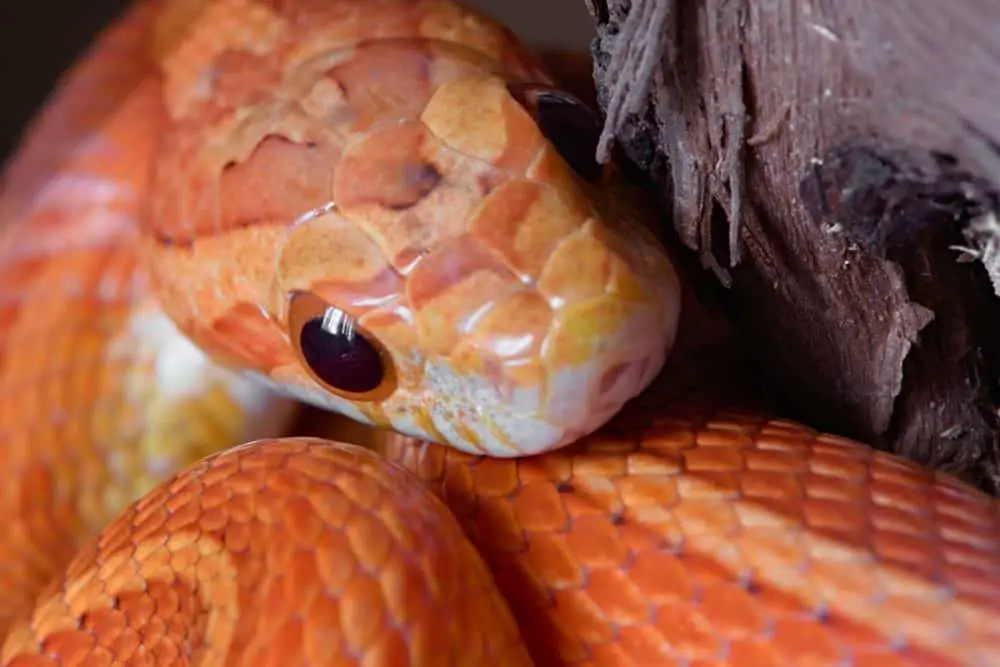 Red snakes in Florida changes colors