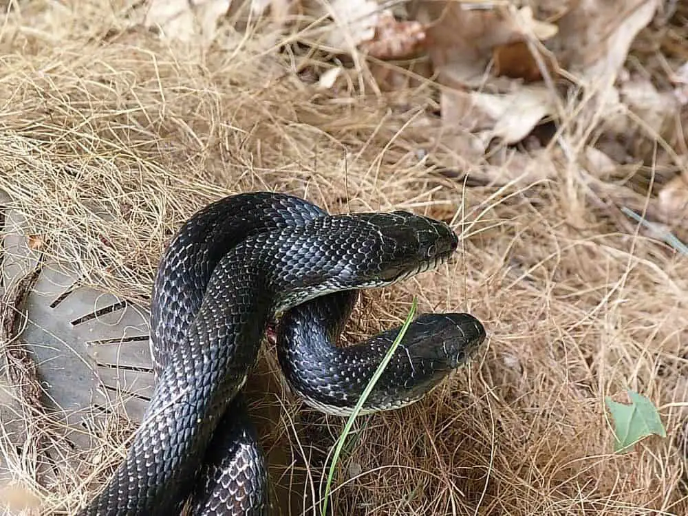 Black-Snakes-in-Florida-rat-snake