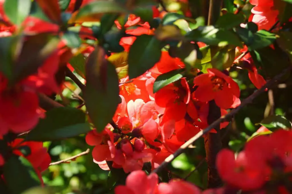 Florida-Flowering-Shrubs-Firebush