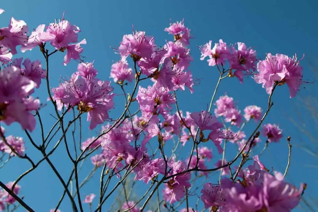 Florida-Flowering-Shrubs-azalea
