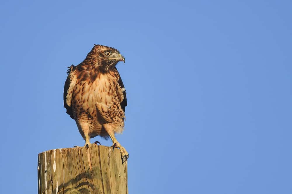 Graceful brown hawk sitting on tree log under bright blue sky