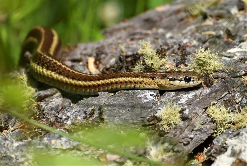 Let’s-know-about-non-venomous-snakes-in-Florida-Garter-Snakes
