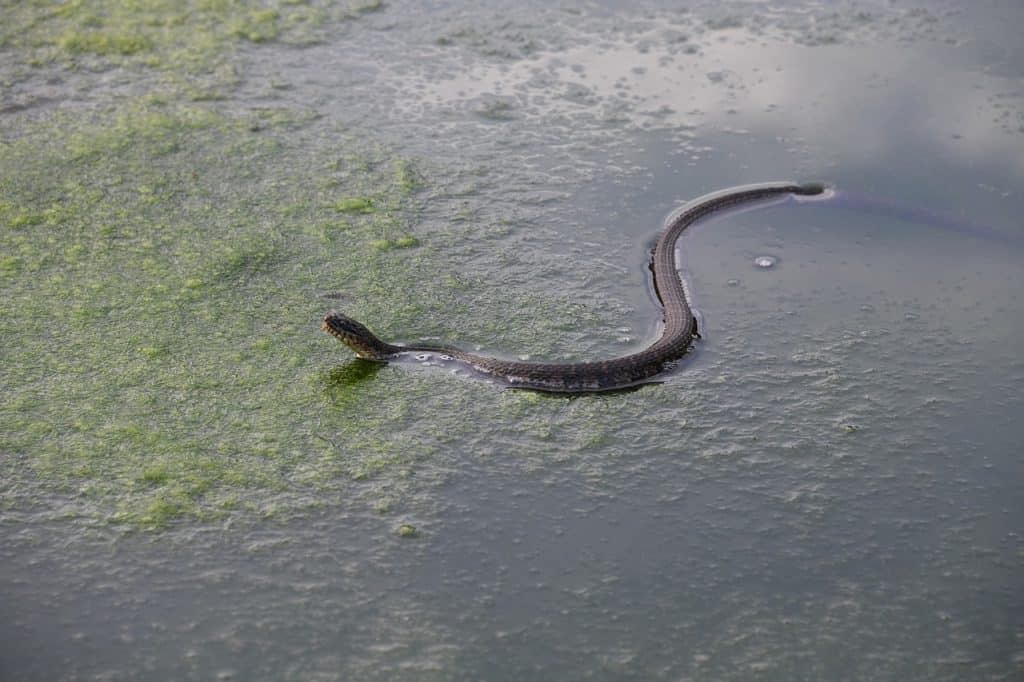 Let’s-know-about-non-venomous-snakes-in-Florida-water-snakes