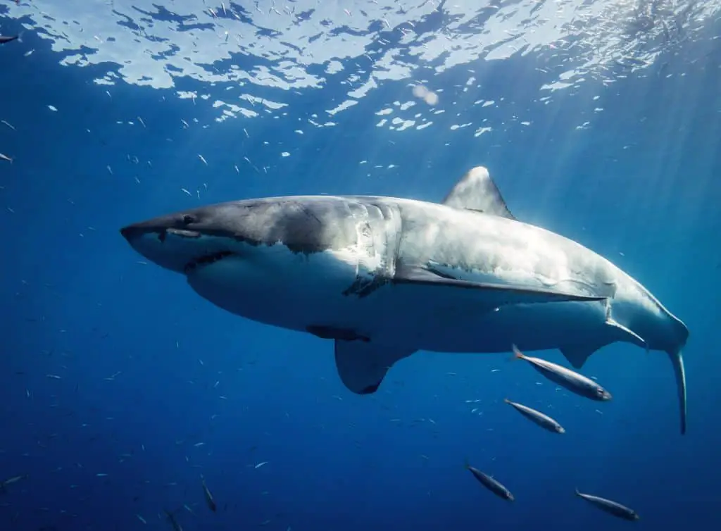 PEANUT-ISLAND-FLORIDA-shark