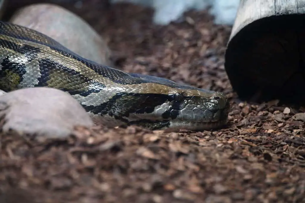 Rat-snakes-in-Florida-Burmese-Python