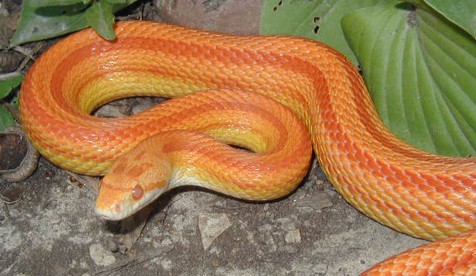  Red-Snakes-in-Florida-Corn-Snake
