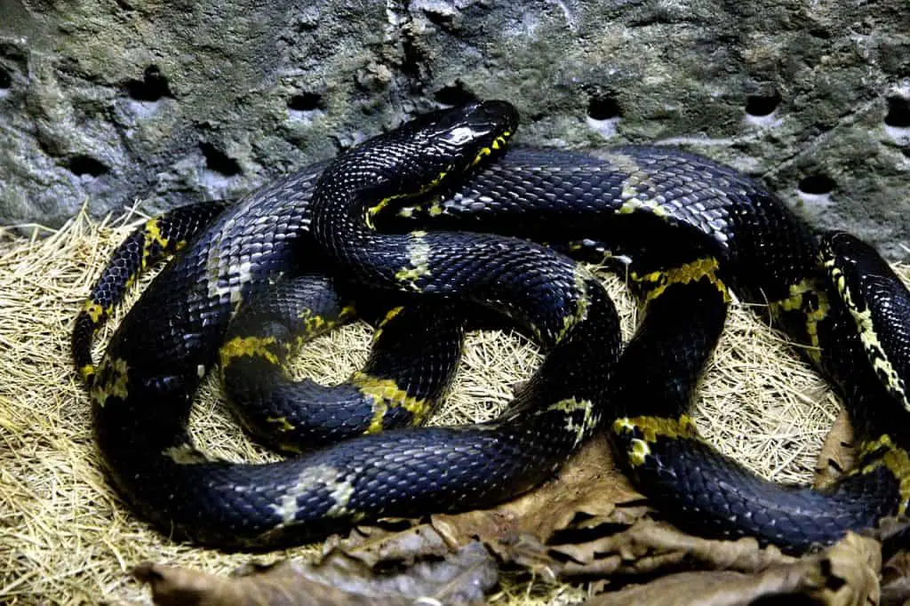 Snakes-in-central-florida-Black-Rat-Snake