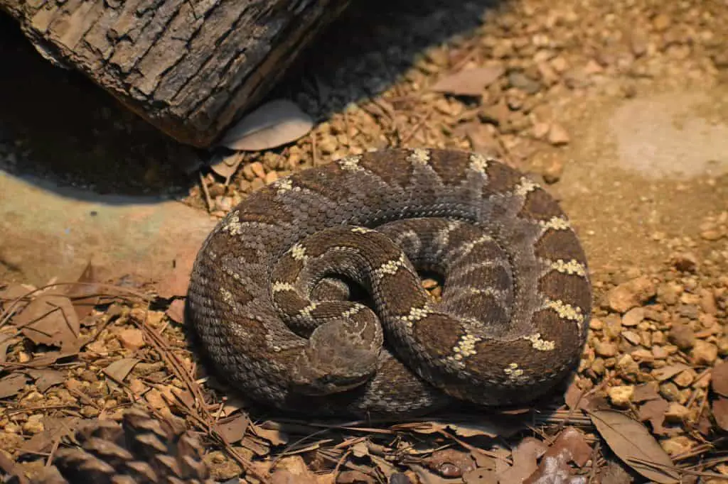 Snakes-in-central-florida-Eastern-Diamondback-Rattlesnake