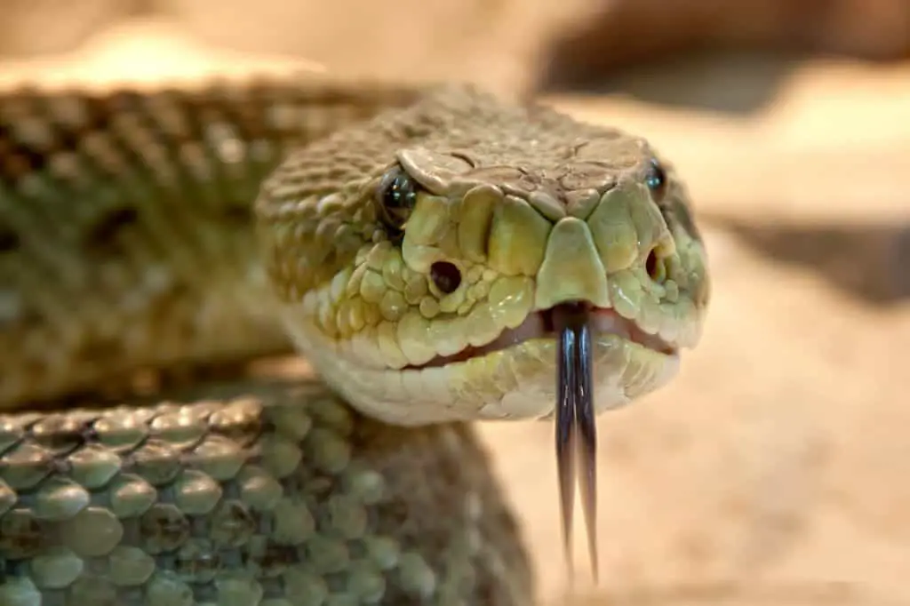 Snakes-in-central-florida-Pygmy-Rattlesnake