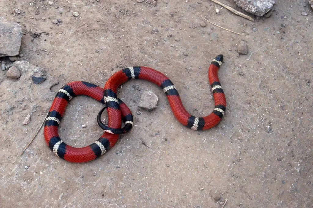 Snakes-in-central-florida-coral-snake