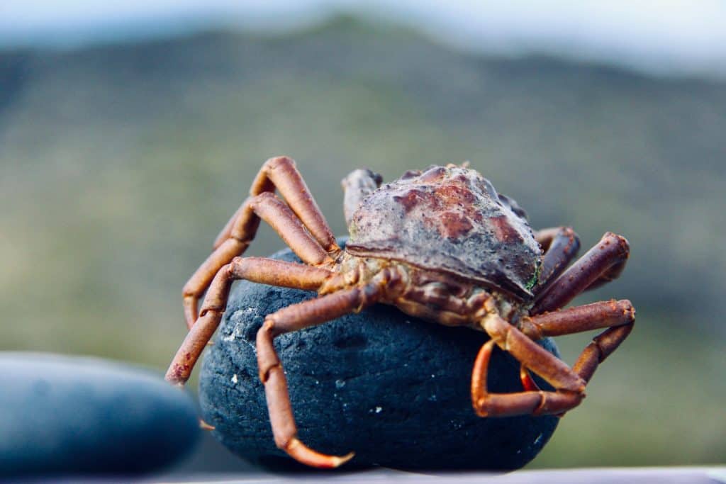 Stone-Crabs-Miami-crab