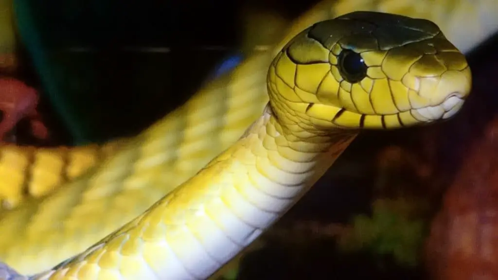 Yellow-Snake-in-Florida-yellow