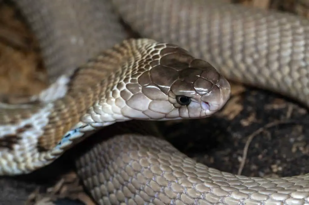 cobra-snakes-in-Florida