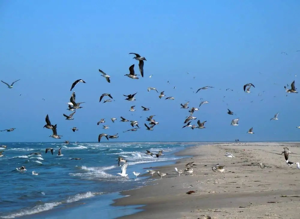 Inlet beach Florida birds