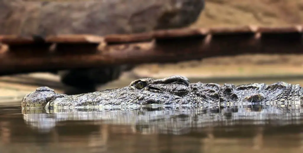 Can-you-swim-in-Lake-Kissimmee-alligators