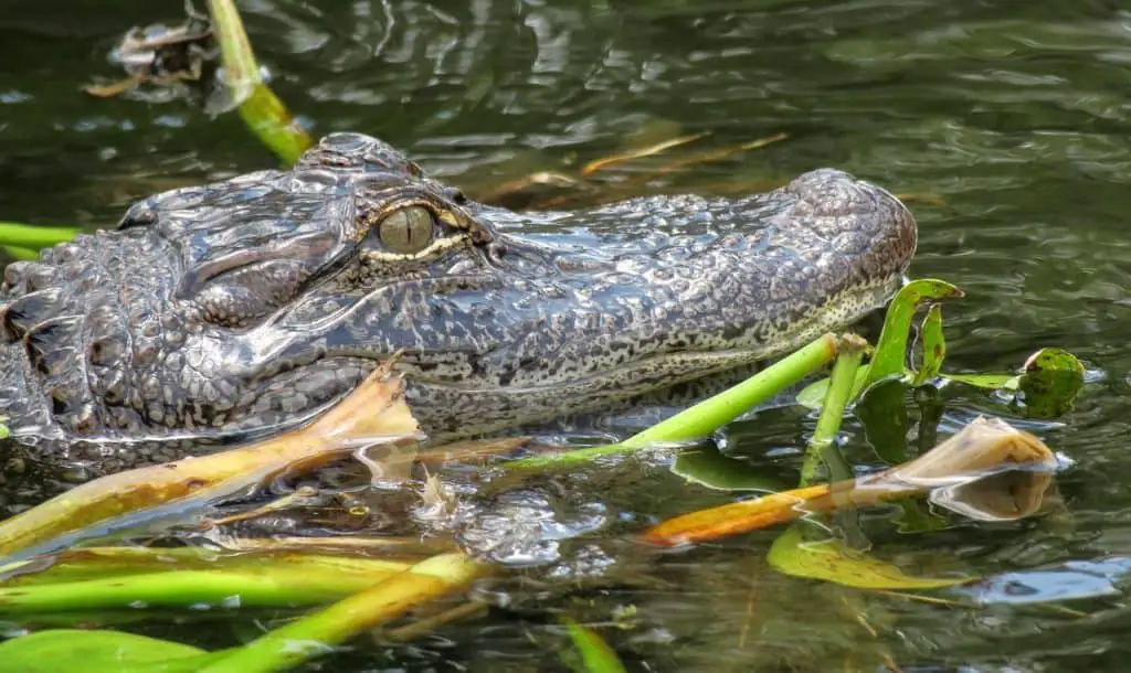 Florida-Springs-alligators