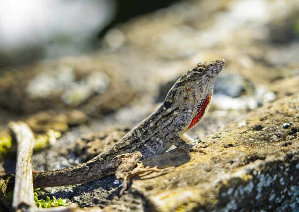 Florida-lizards-Everything-you-need-to-know-about-them-Brown-anoles.