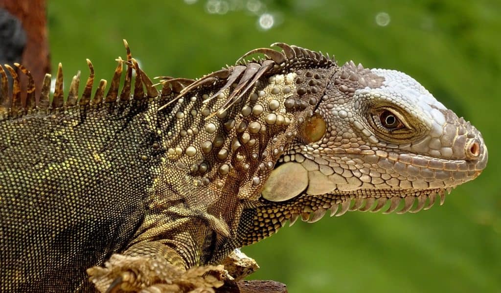 Florida-lizards-Everything-you-need-to-know-about-them-Iguanas