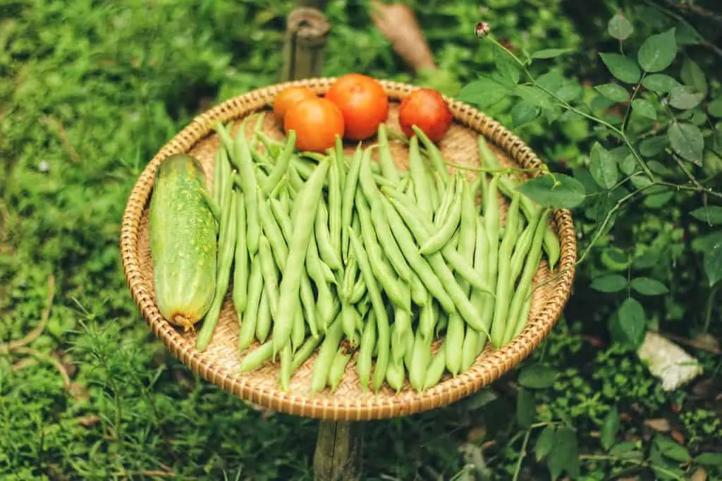 Gardening-in-Florida-beans