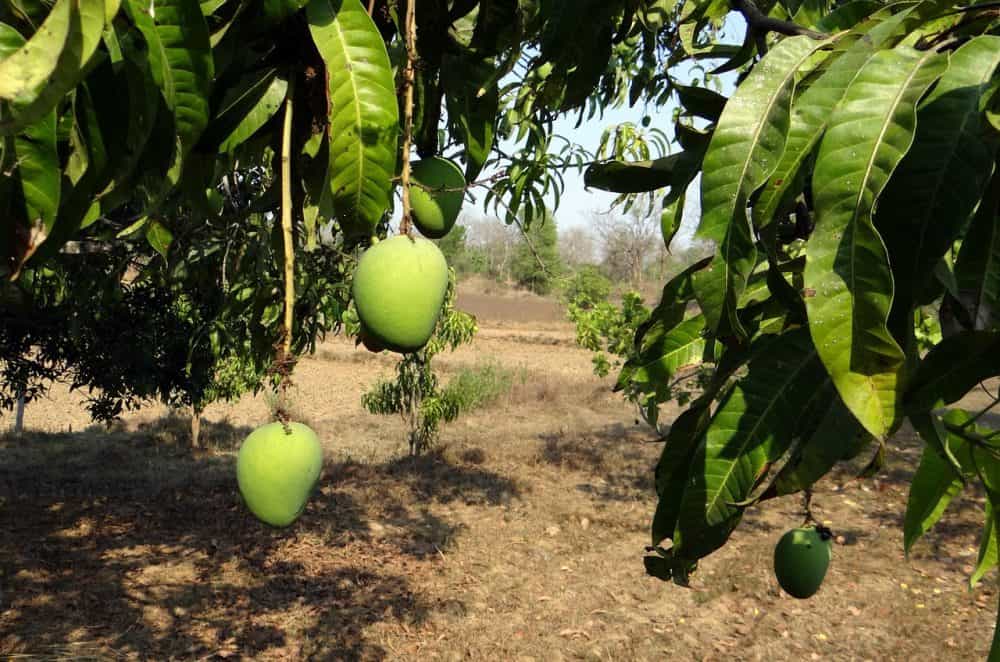 Mango-Farms-in-Florida-alphonso-mango