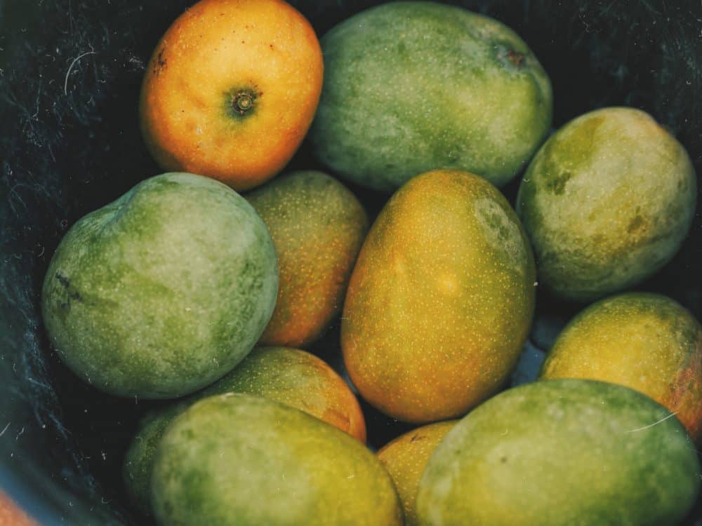 Mango-Farms-in-Florida-mangoes