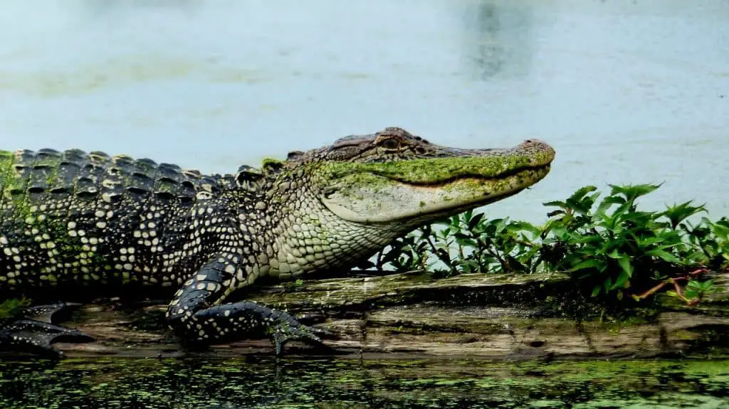 Cape-San-Blas-Rentals-alligators