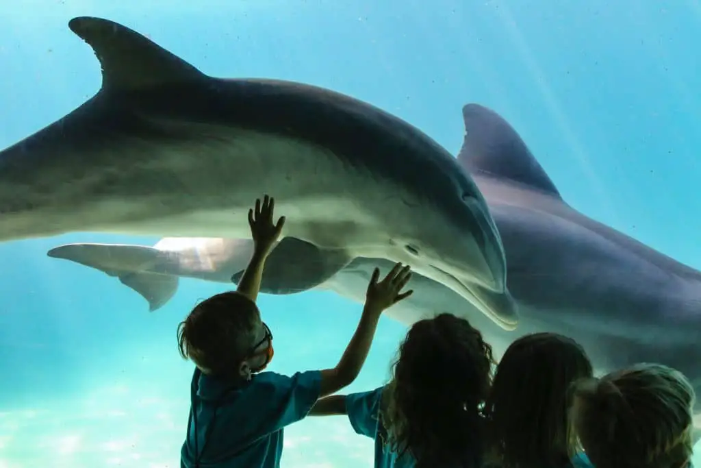 An-Incomplete-List-of-the-Best-Things-to-Do-in-Florida-Sea-World