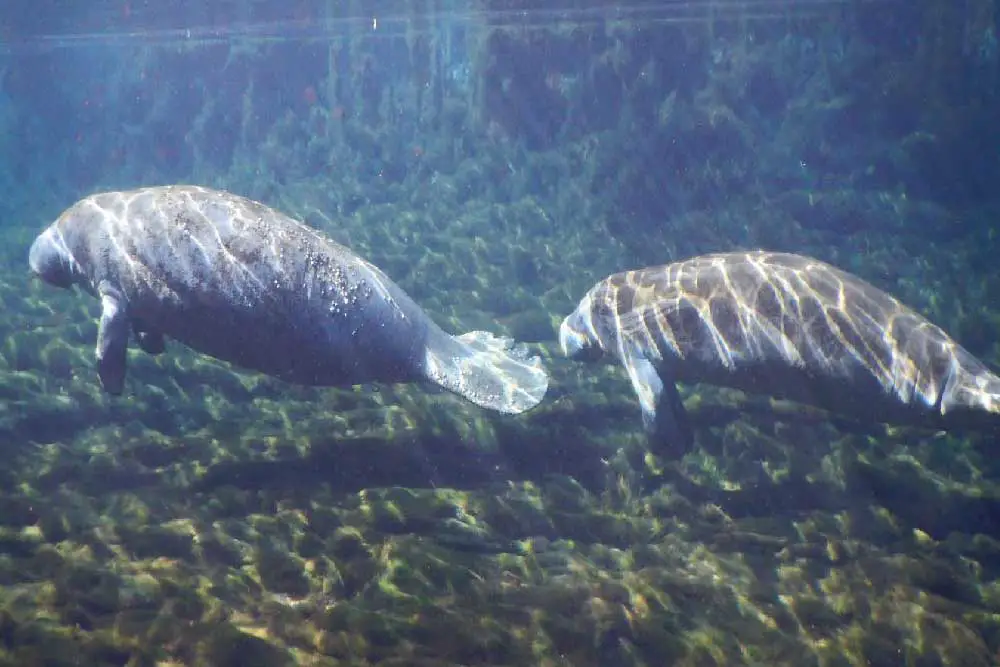 manatees in gilchrist blue springs state park