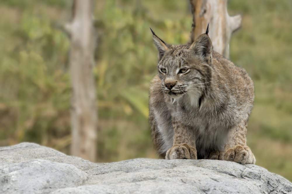 candian-lynx on lynx vs bobcat