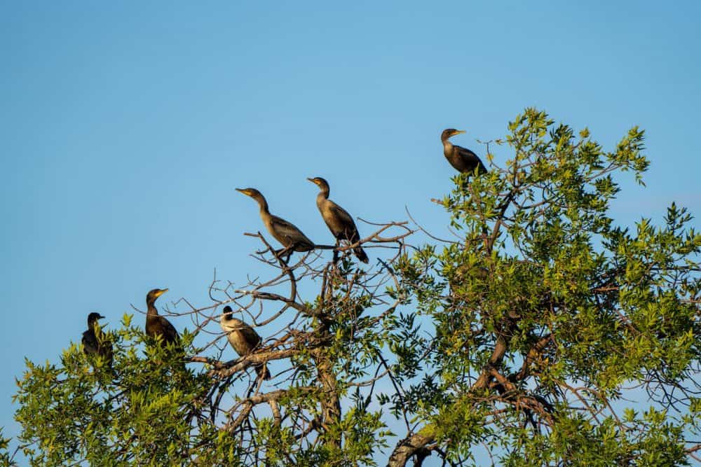 Cormorants in Tree Merrits Mill Pond Florida