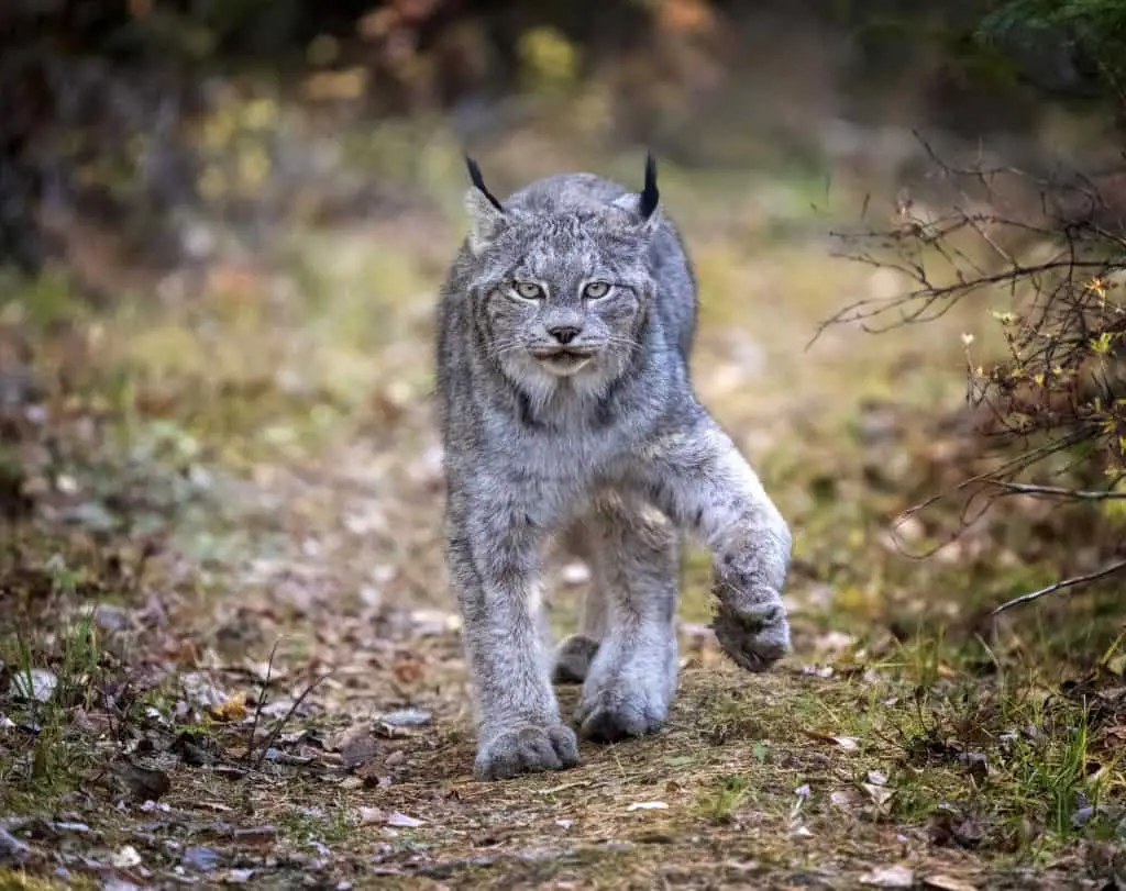 Wild Lynx Florida