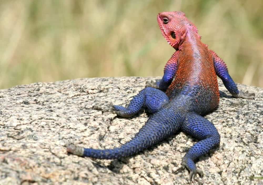 Agama Lizard on a rock in Florida