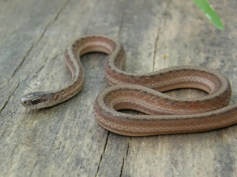 Marsh florida brown snake