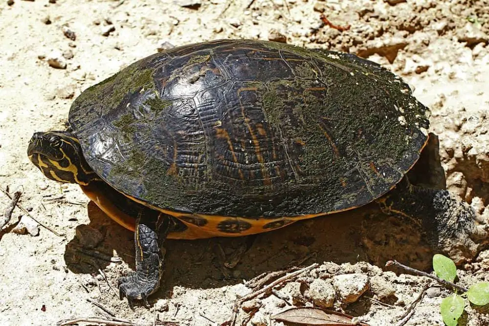 Suwannee River Cooter Turtle