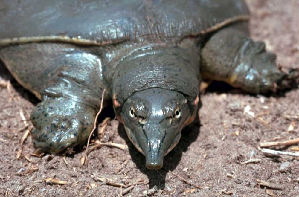 gulf coast spiny softshell turtle