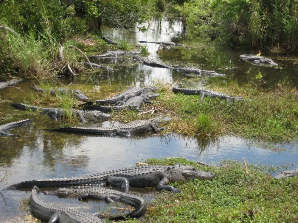 alligators in the Everglades Florida