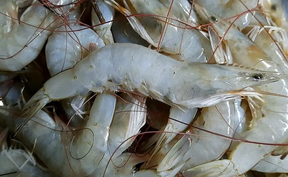 white shrimp florida
