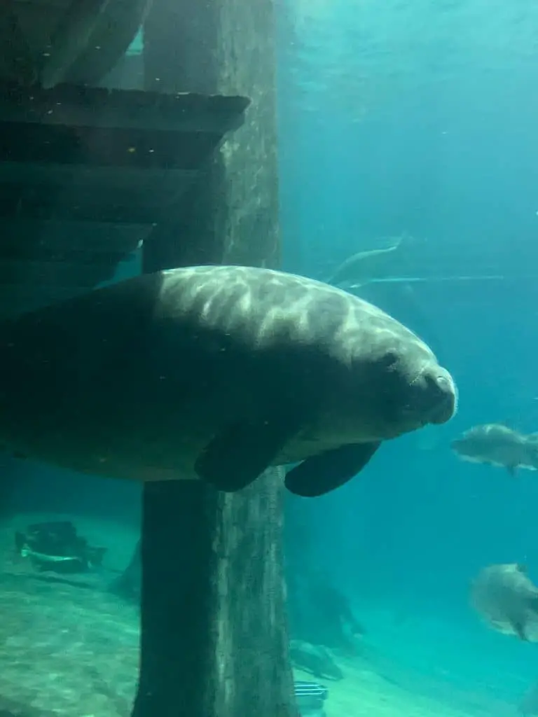 things to do in Florida during Spring look at Manatees
