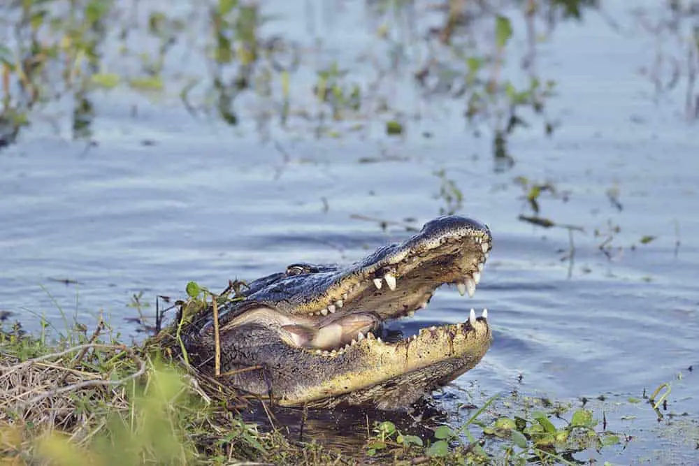 saltwater crocodiles florida lake