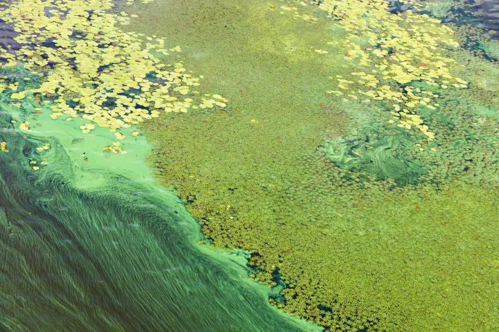 Phytoplankton Red Tide in Florida