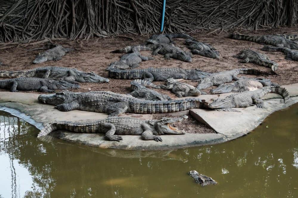 Ichetucknee Springs Alligators Lot
