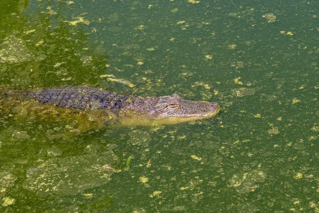 Alligators are the state's most well-known animal