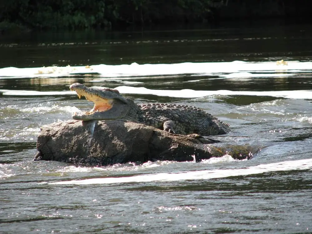 Are There Alligators in Econfina Creek