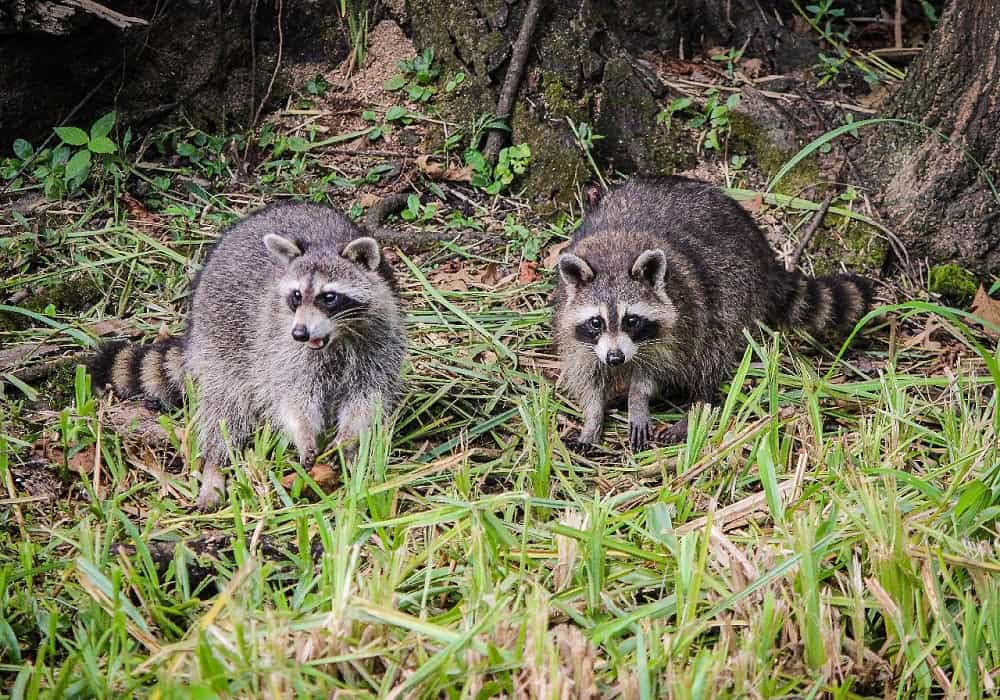 Facts About Raccoons in Florida and How to Safely Remove Them From Your Yard
