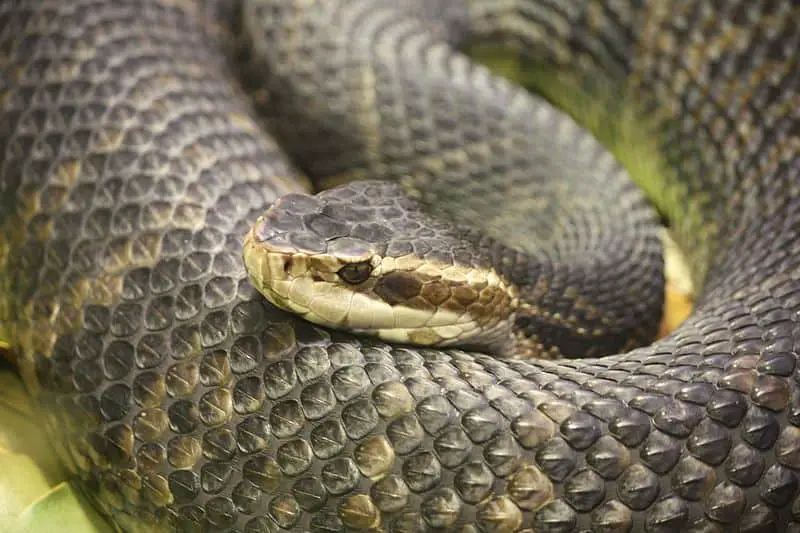 Facts About the Florida Cottonmouth Water Moccasin
