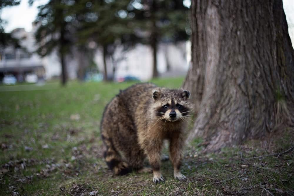 Raccoons are adaptable to urban environments